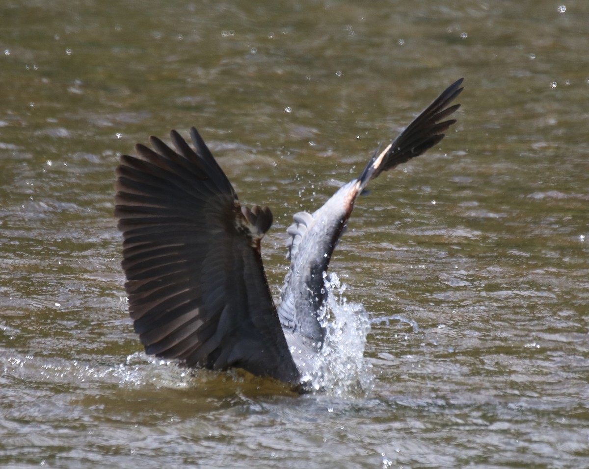 Great Blue Heron - ML619259926