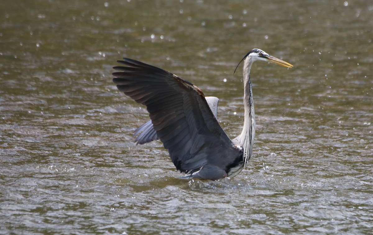 Great Blue Heron - ML619259928