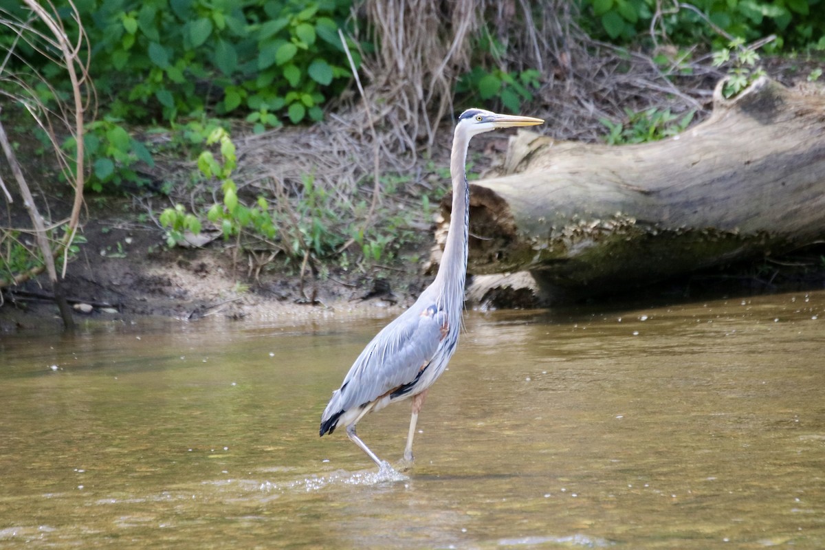 Great Blue Heron - ML619259929