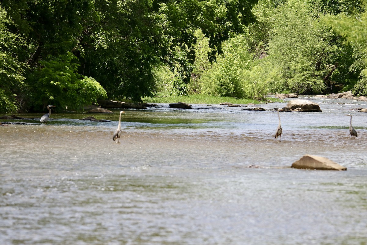 Great Blue Heron - ML619259930