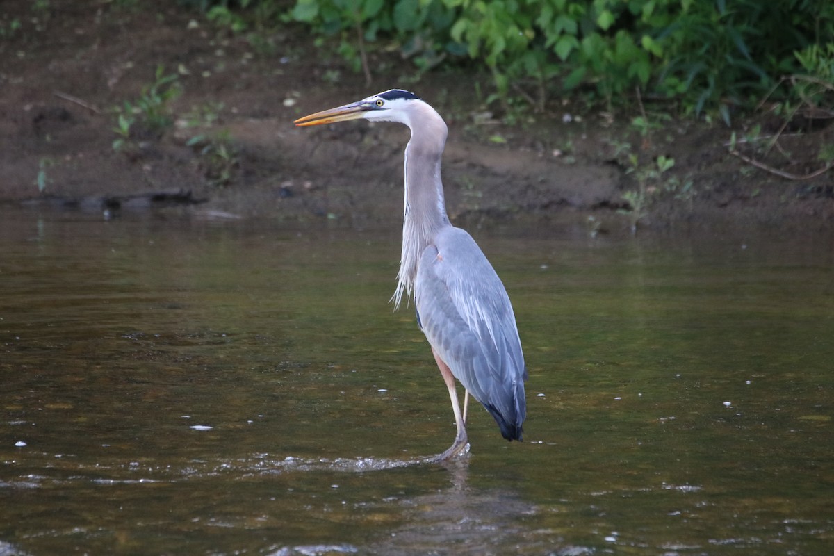 Great Blue Heron - ML619259931