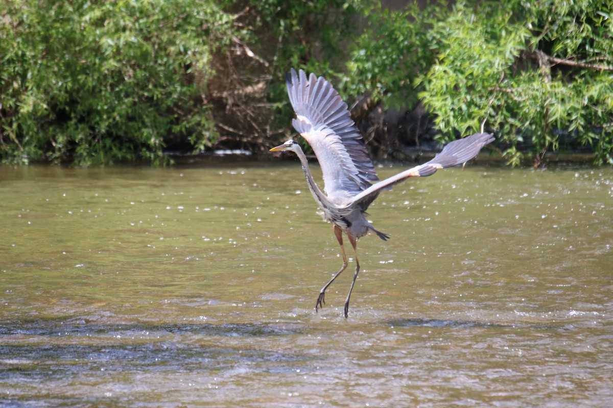 Great Blue Heron - ML619259932