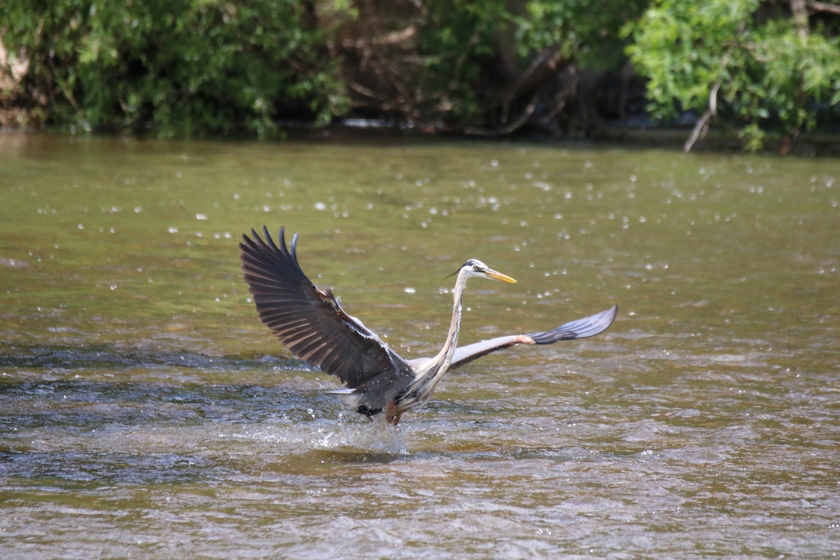 Great Blue Heron - ML619259933