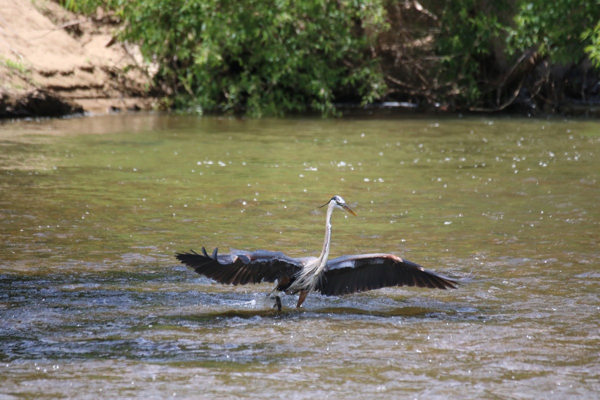 Great Blue Heron - ML619259934