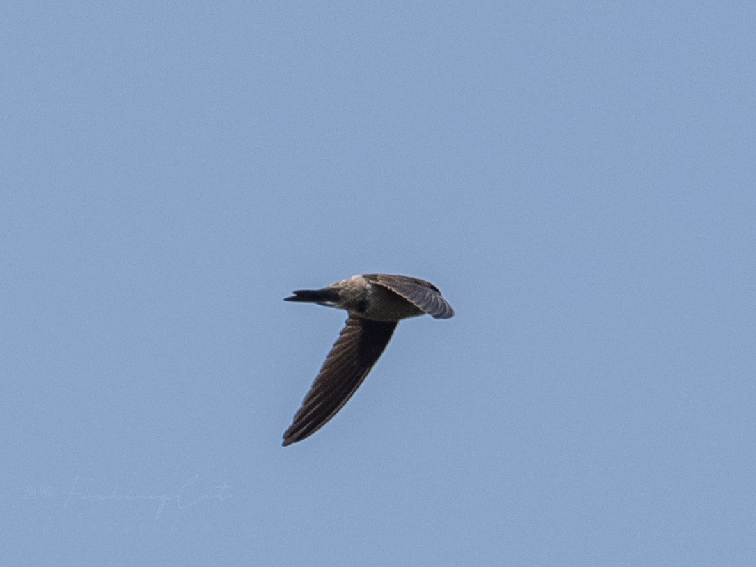 Himalayan Swiftlet - Fishing Cat