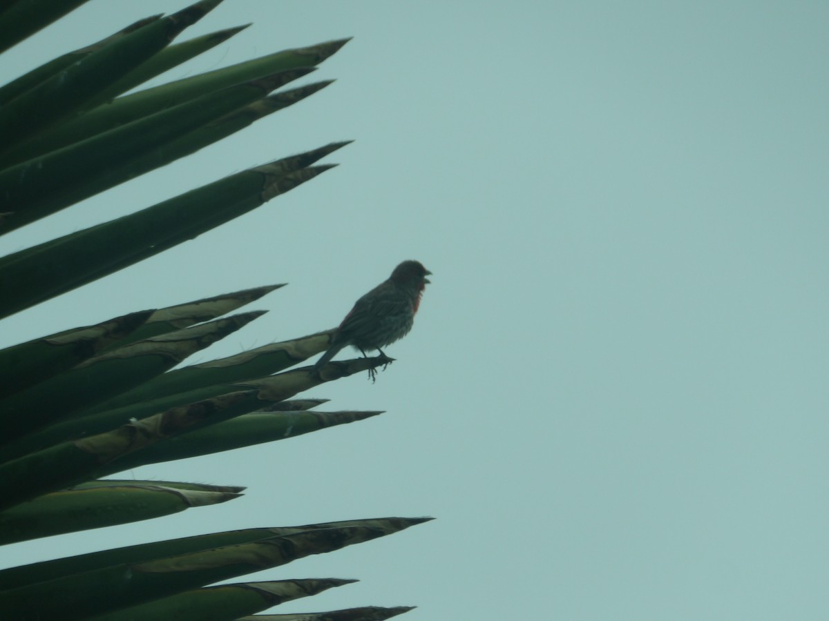 House Finch - Josh Emms