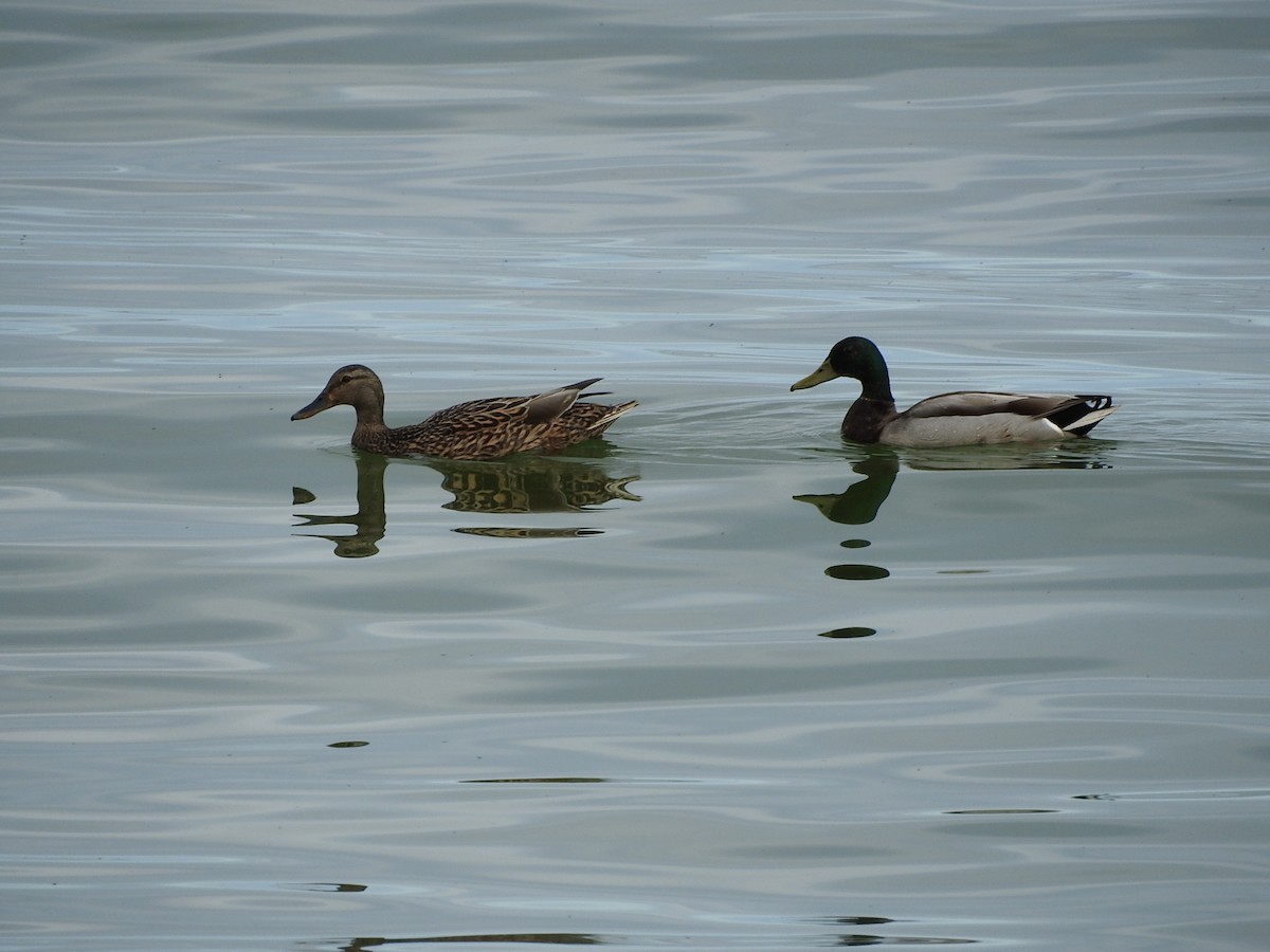 Mallard - Scott Gibson