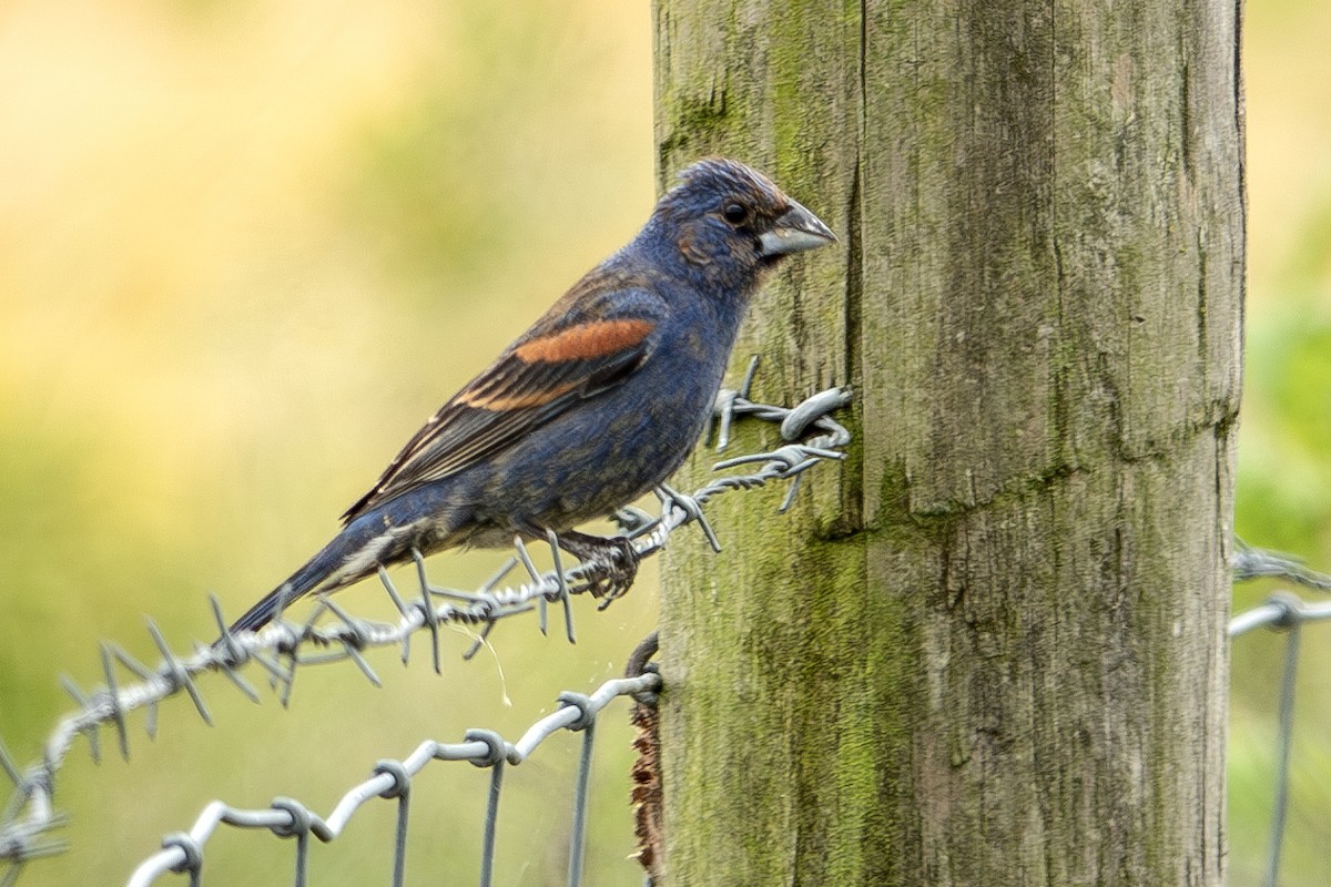 Blue Grosbeak - Vic Laubach