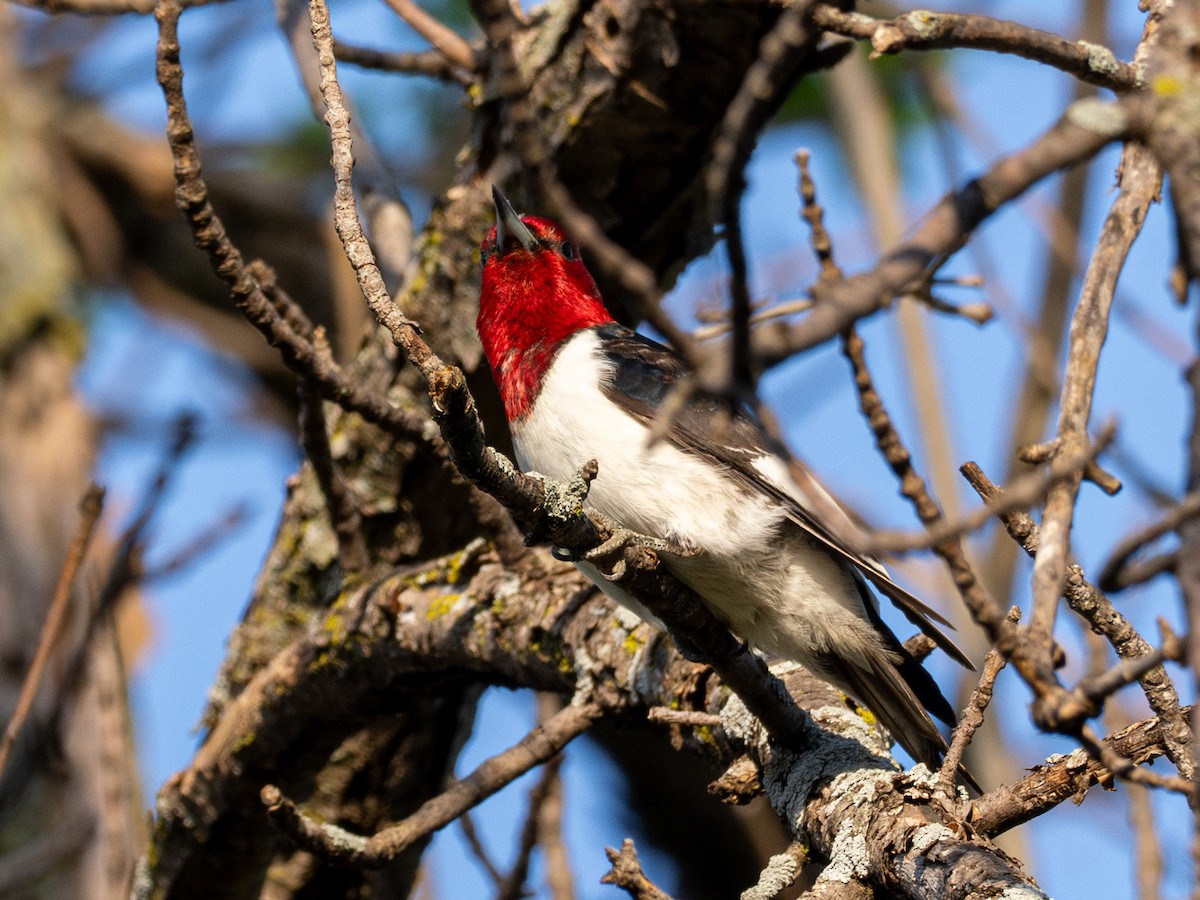 Red-headed Woodpecker - Dustin Wrolstad