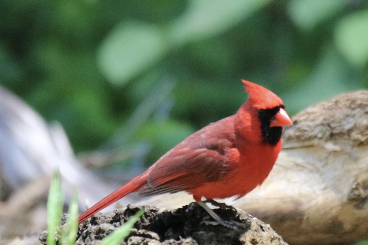 Northern Cardinal - ML619259959
