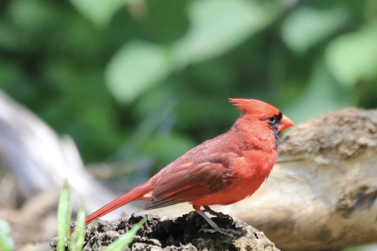 Northern Cardinal - ML619259960