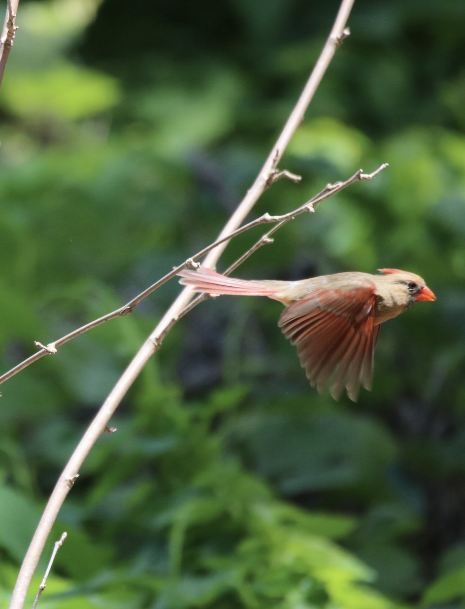 Northern Cardinal - ML619259961
