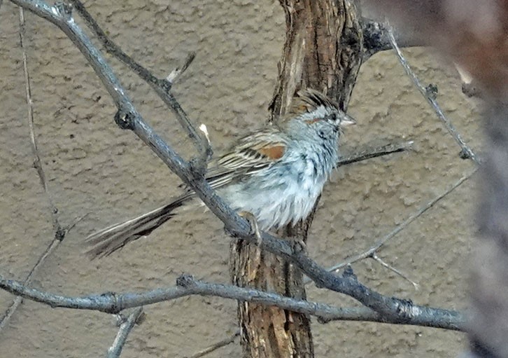 Rufous-winged Sparrow - Cathy Beck