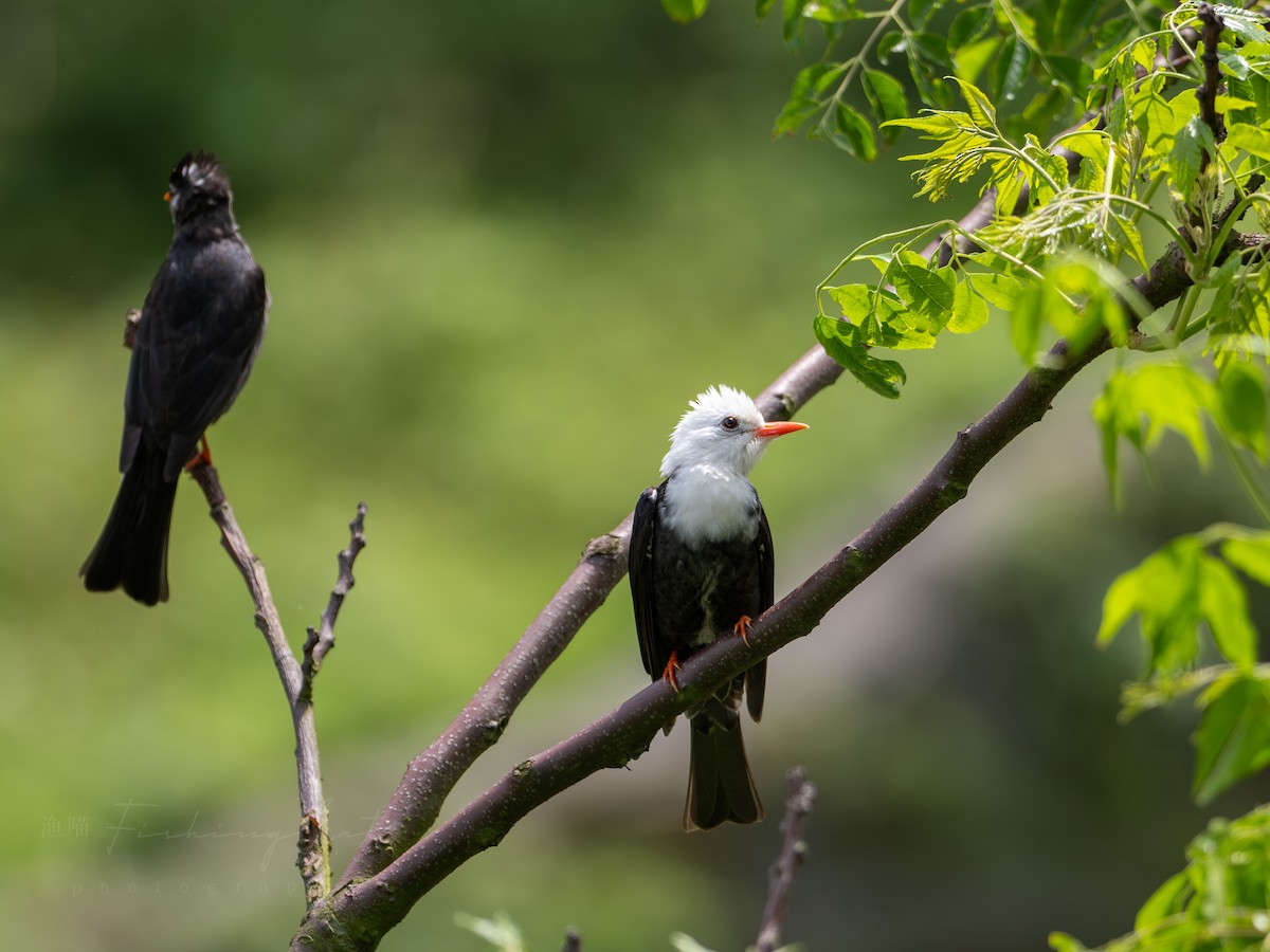 Black Bulbul - Fishing Cat