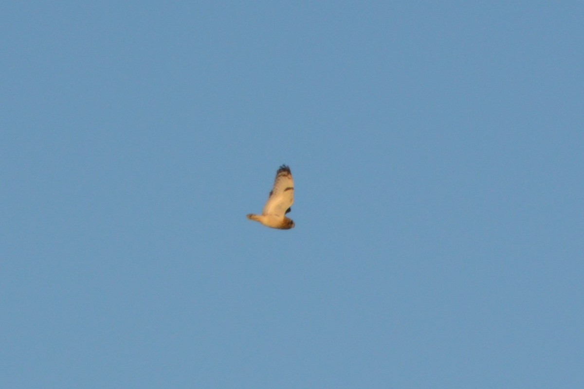 Short-eared Owl - Sarah Bonnett