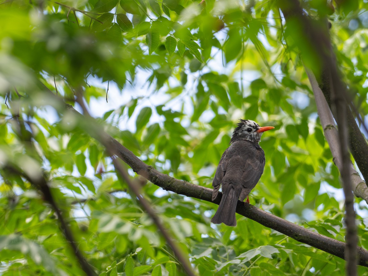 Black Bulbul - Fishing Cat