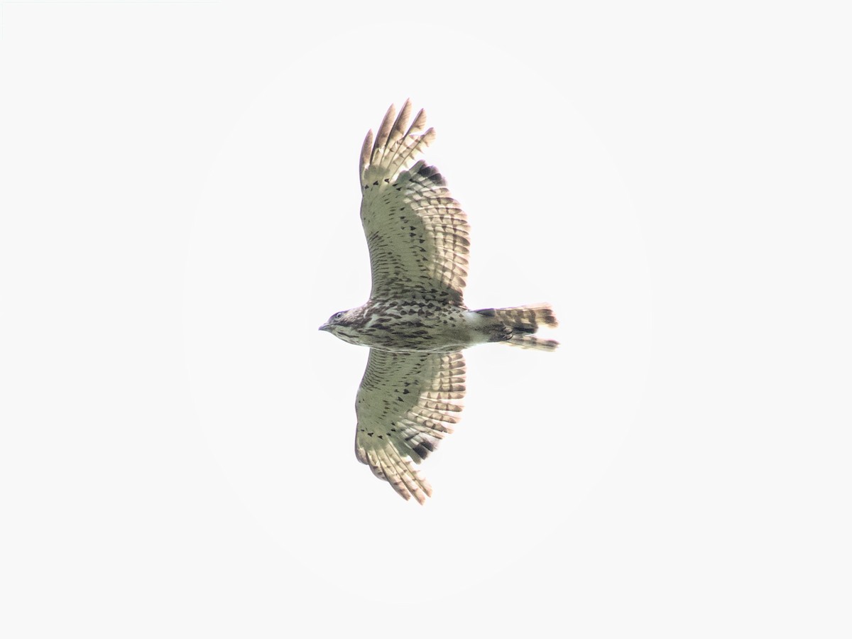 Broad-winged Hawk - Gihyun Yoo