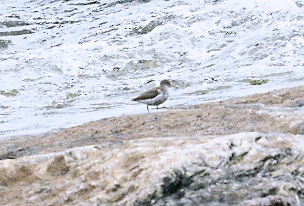 Spotted Sandpiper - Frank Wang