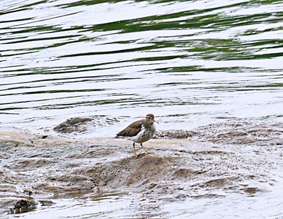 Spotted Sandpiper - Frank Wang