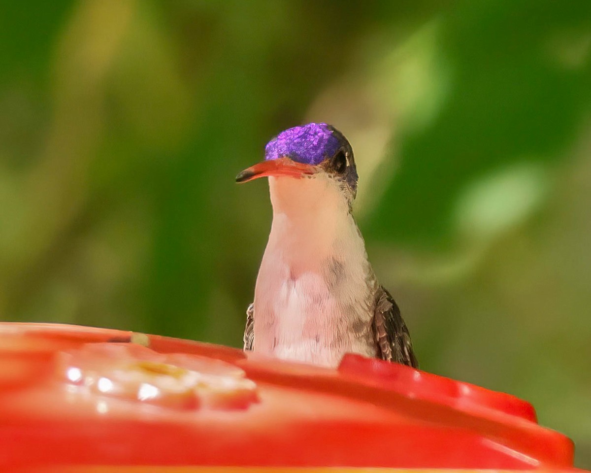 Violet-crowned Hummingbird - Sue Smith