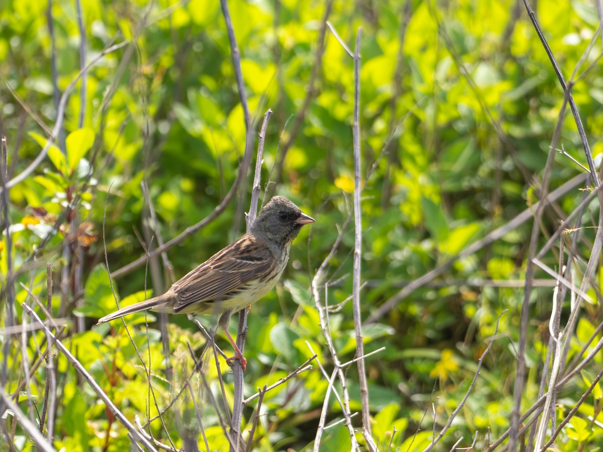 Black-faced Bunting - Fishing Cat