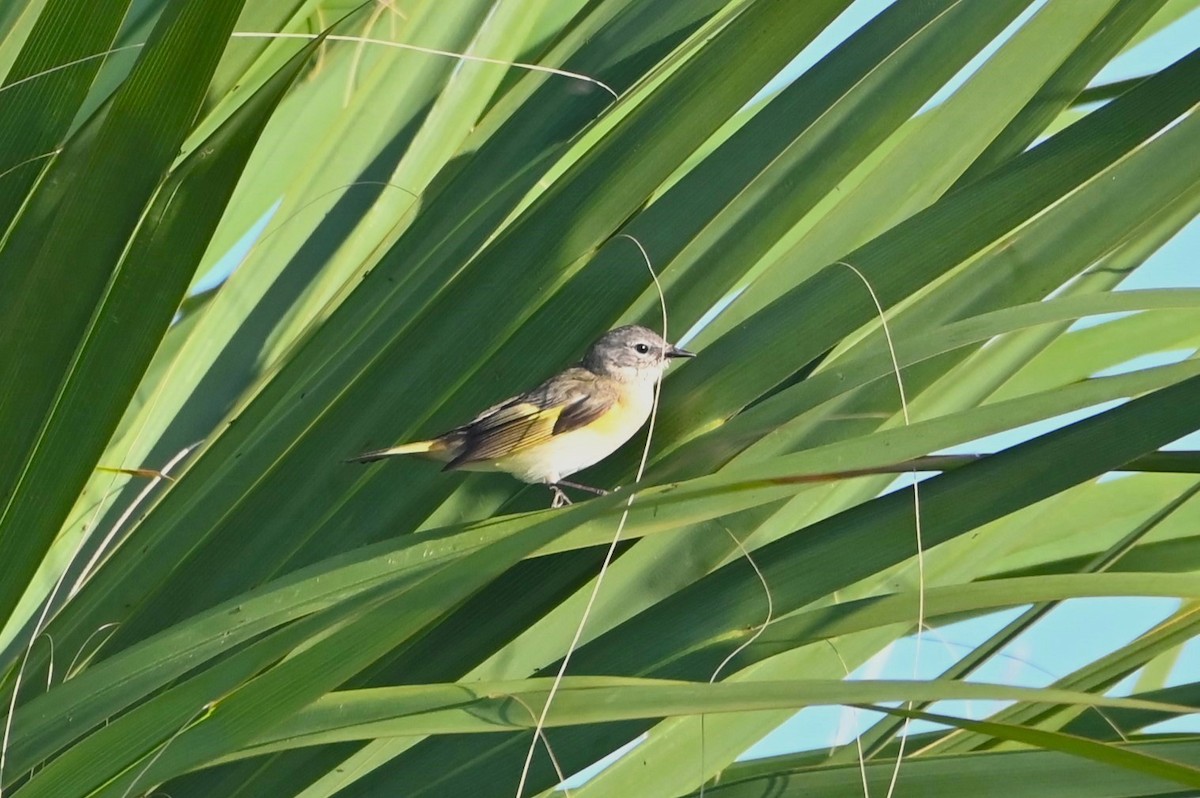 Paruline flamboyante - ML619260016