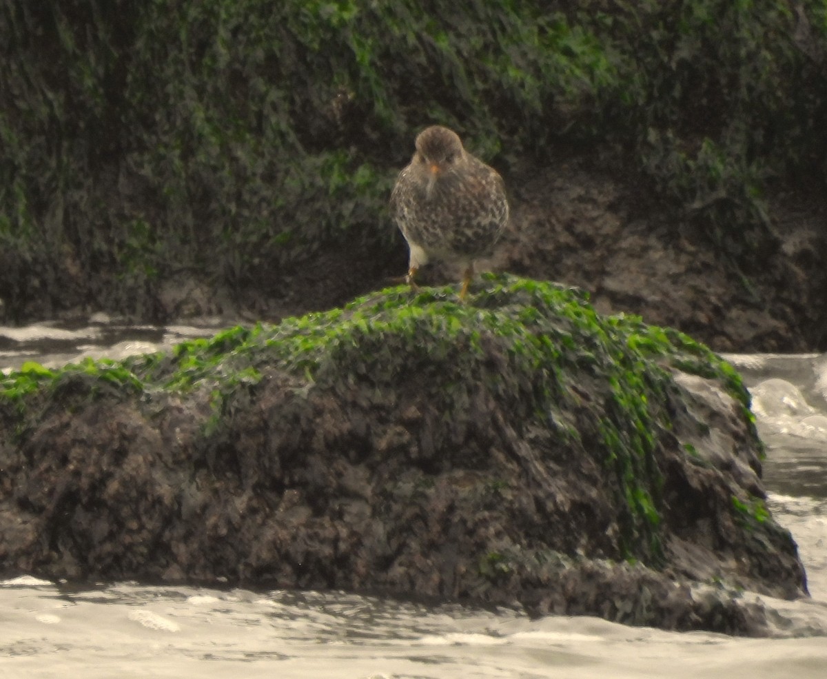 Purple Sandpiper - Dave Milsom