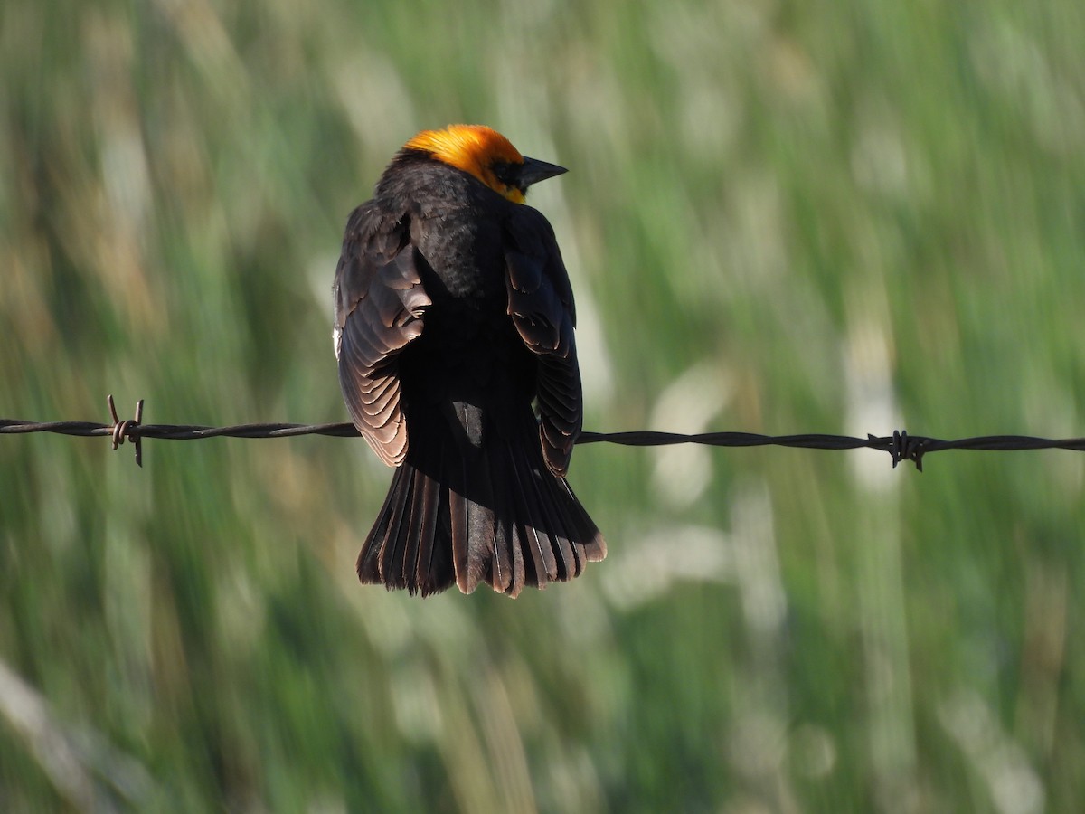 Yellow-headed Blackbird - ML619260021