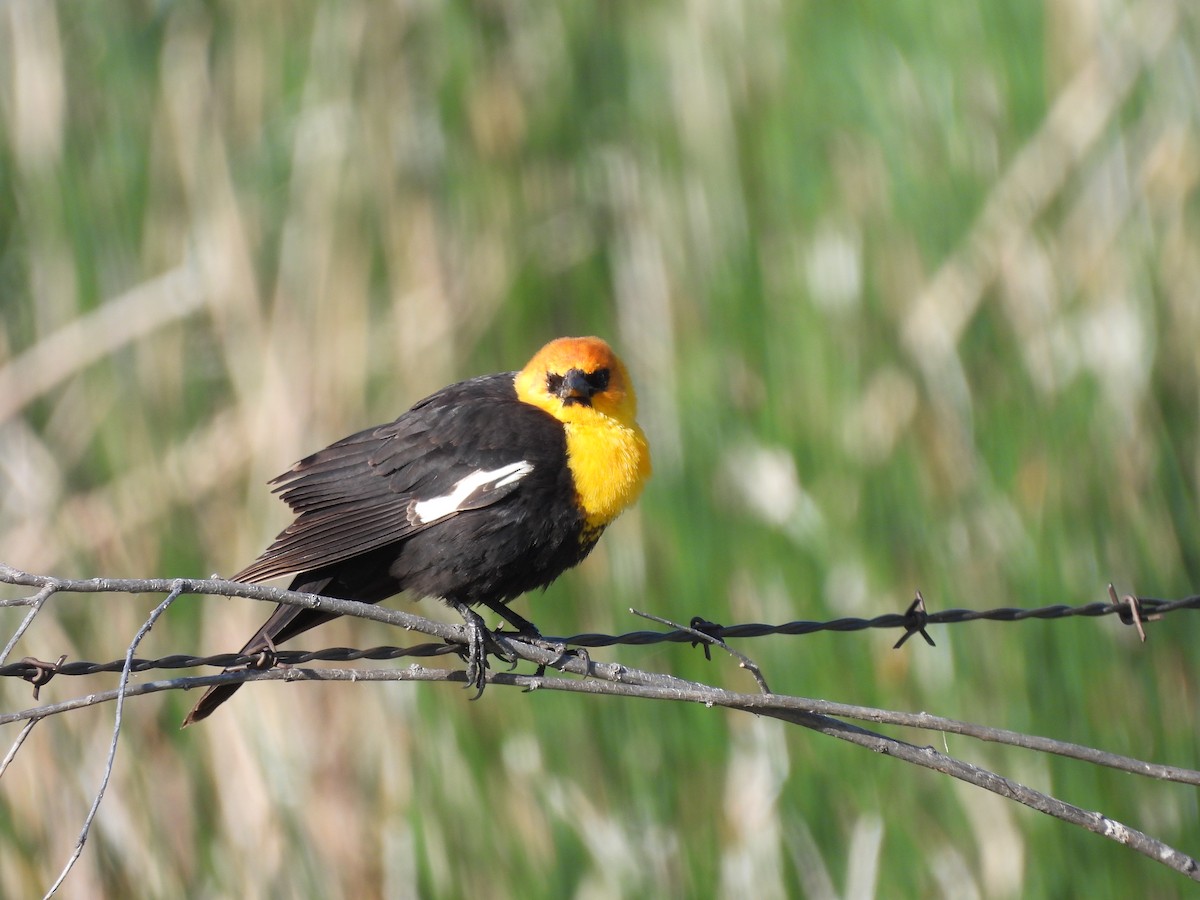Yellow-headed Blackbird - ML619260023