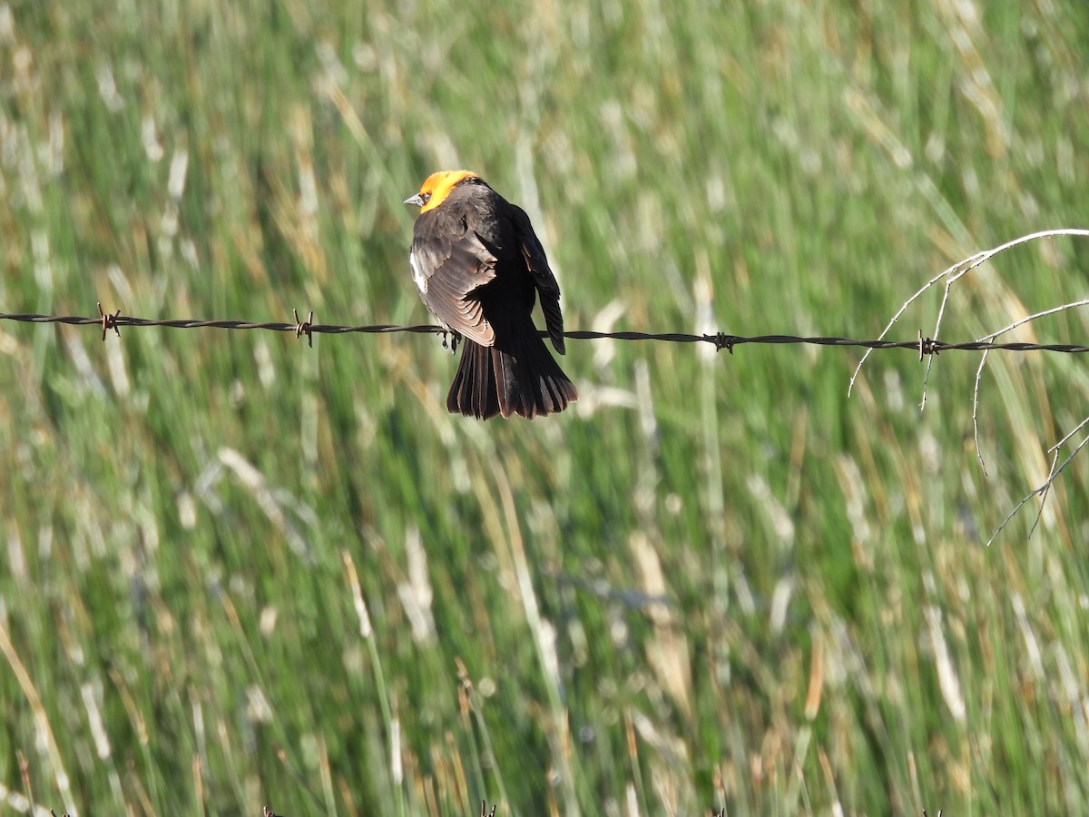 Yellow-headed Blackbird - ML619260024