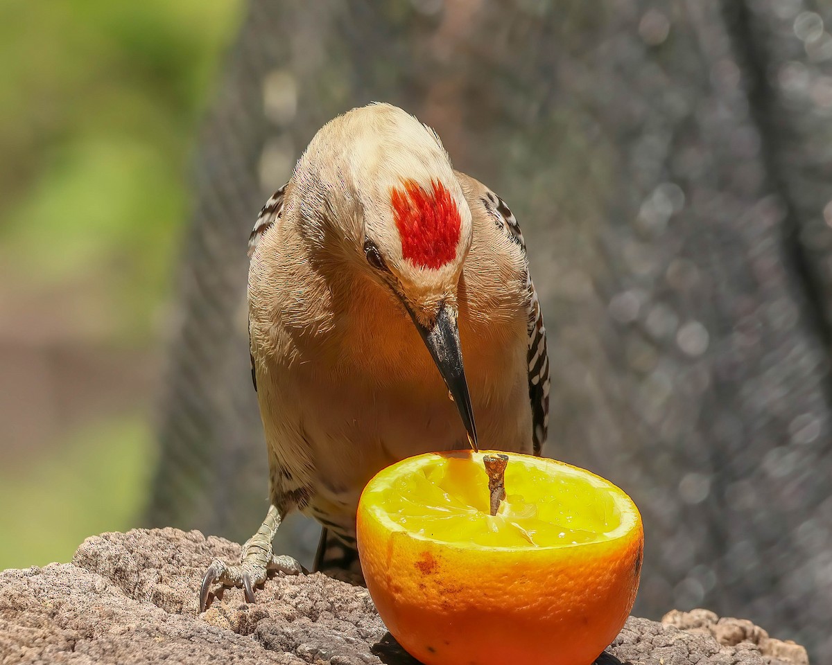 Gila Woodpecker - Sue Smith