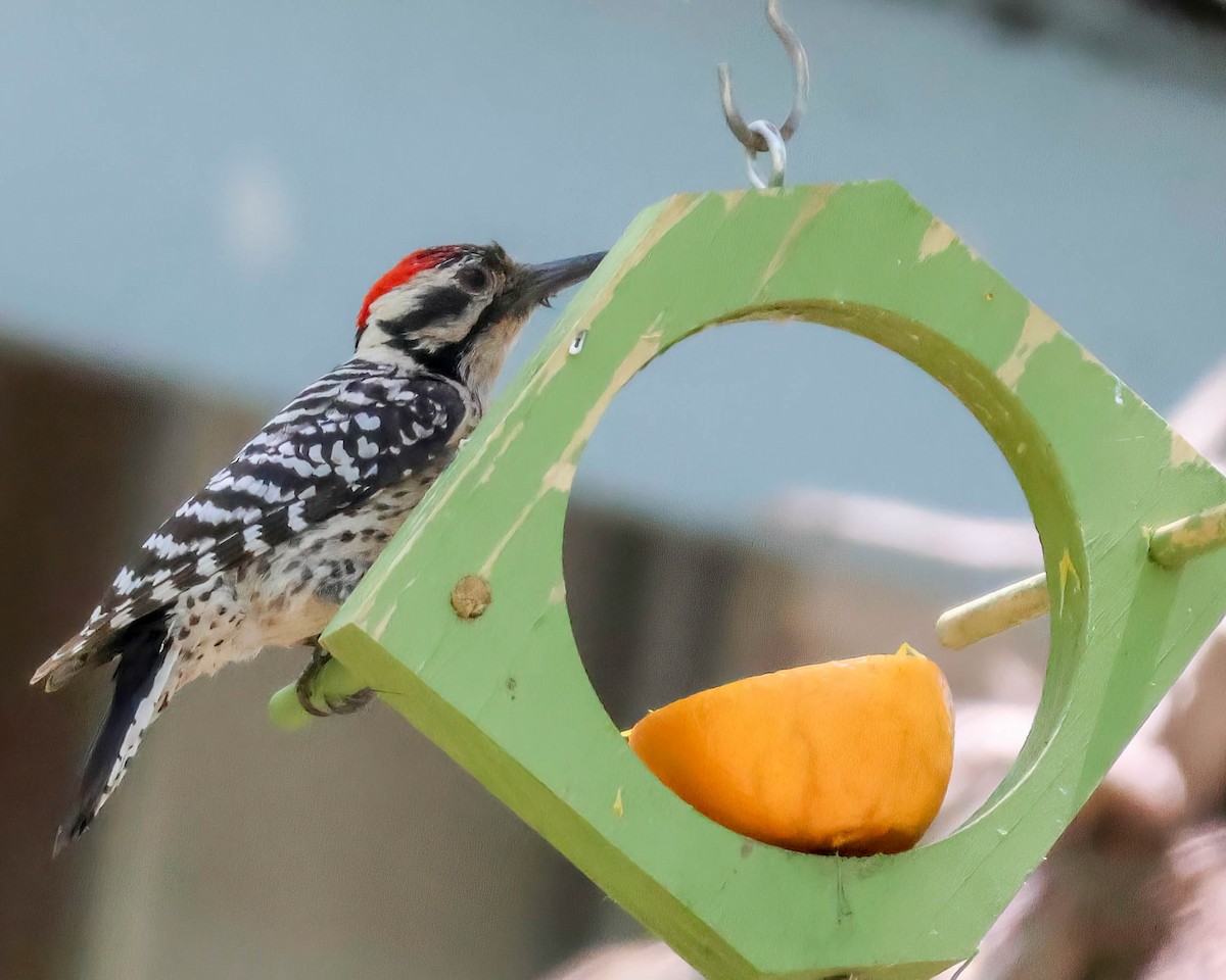 Ladder-backed Woodpecker - Sue Smith