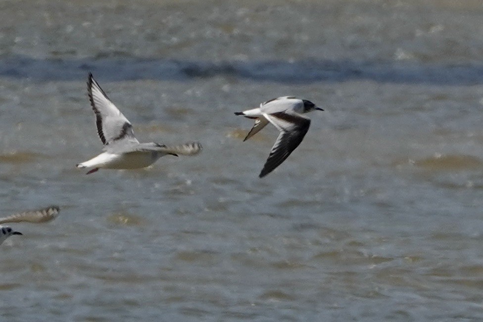 Little Gull - ML619260047