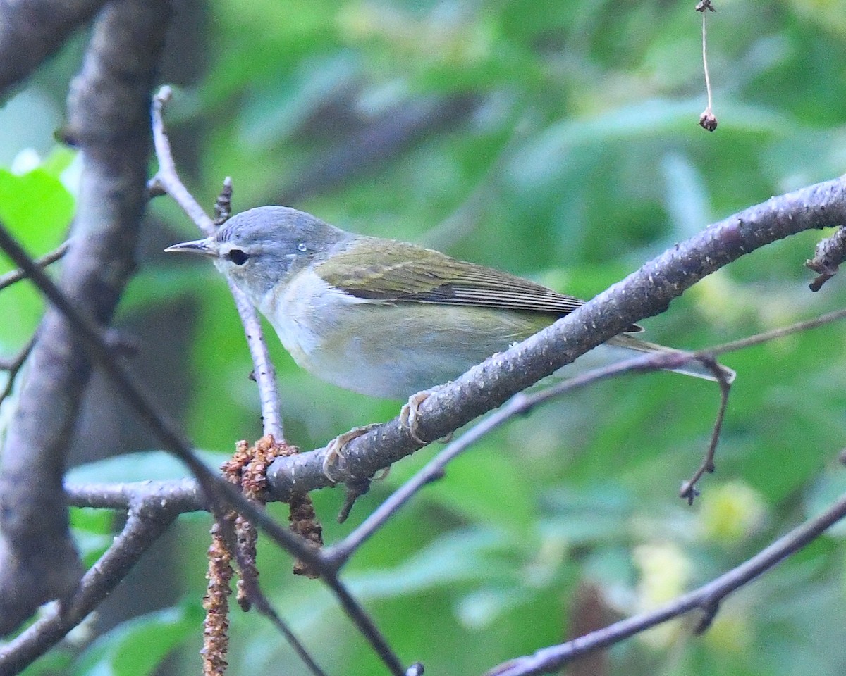 Tennessee Warbler - Victor Quintanilla