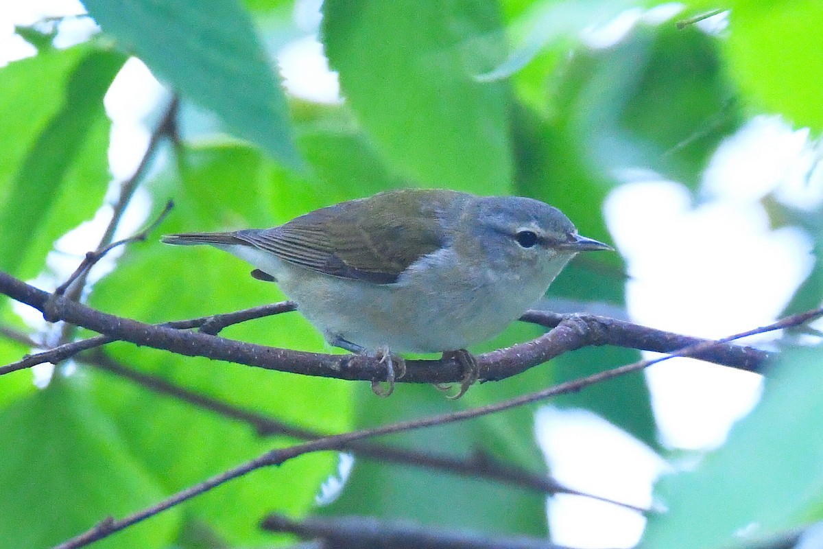 Tennessee Warbler - Victor Quintanilla