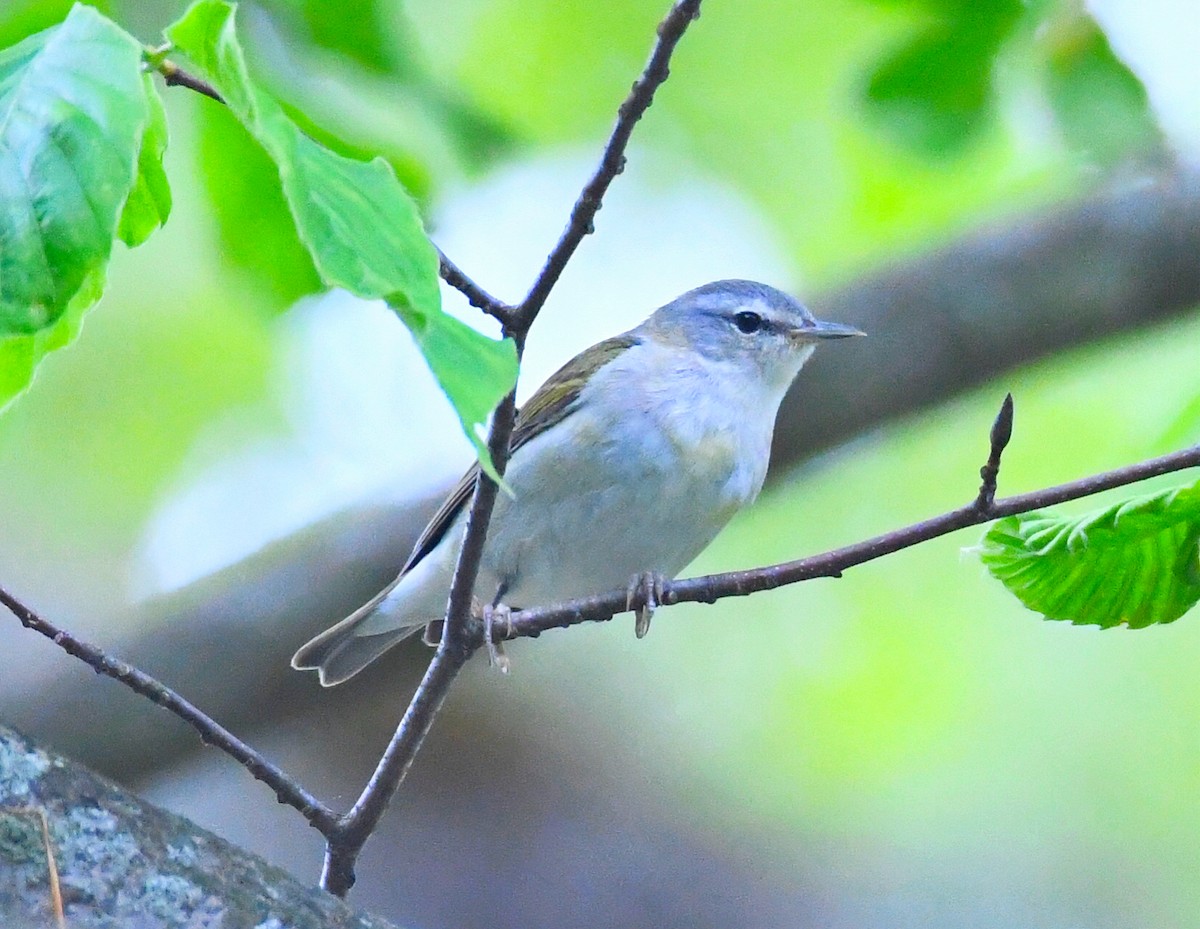 Tennessee Warbler - Victor Quintanilla