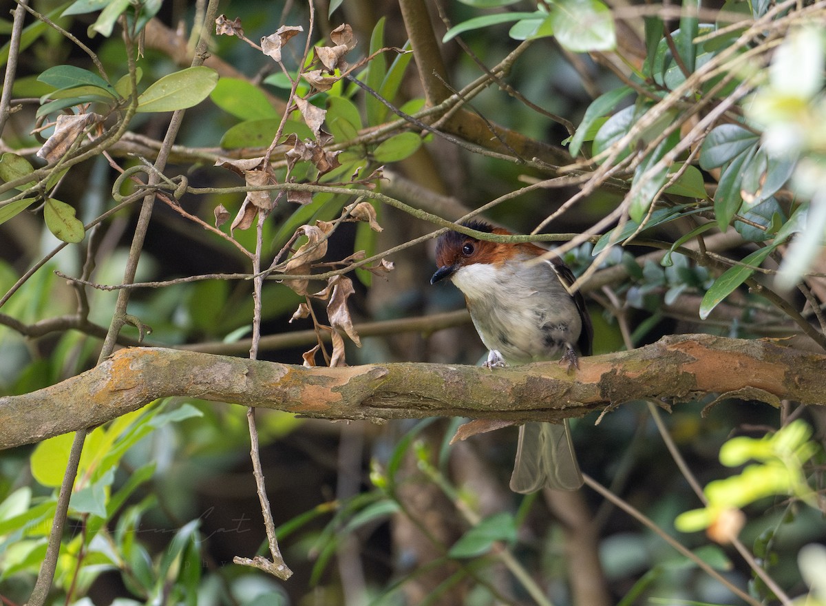 Chestnut Bulbul - Fishing Cat