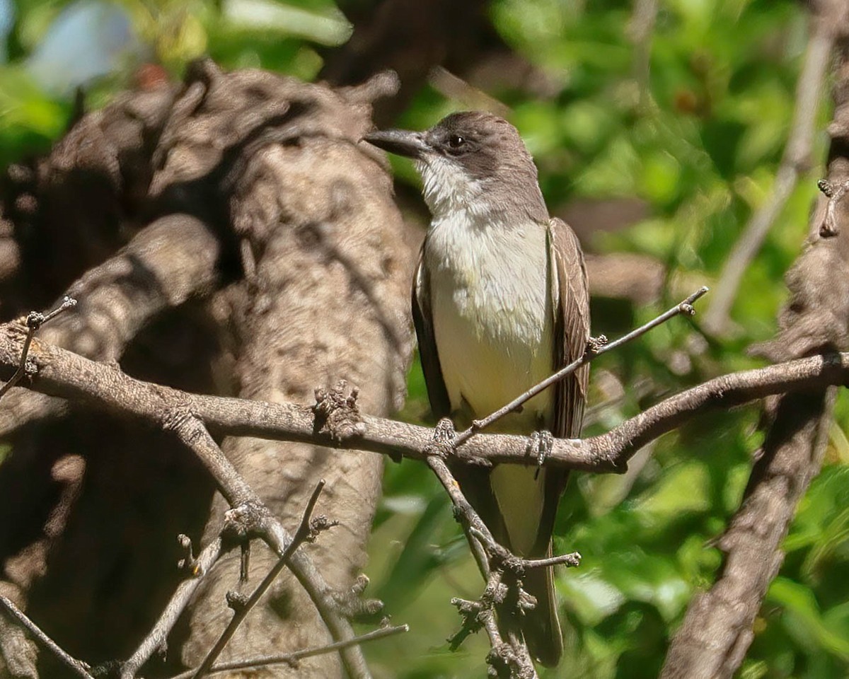 Thick-billed Kingbird - Sue Smith