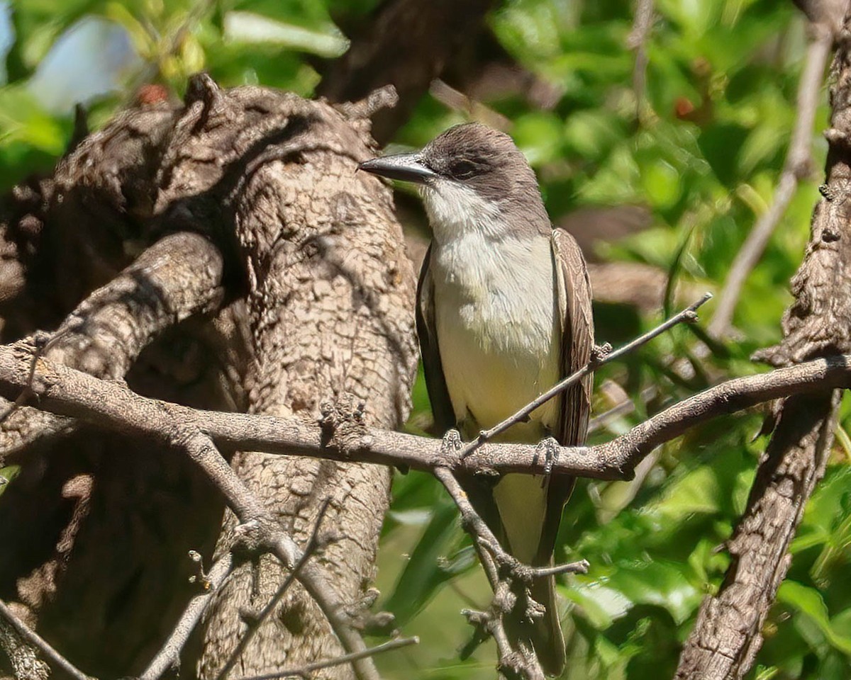 Thick-billed Kingbird - Sue Smith