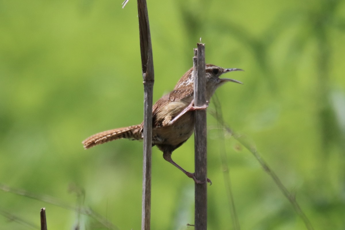 Carolina Wren - ML619260068