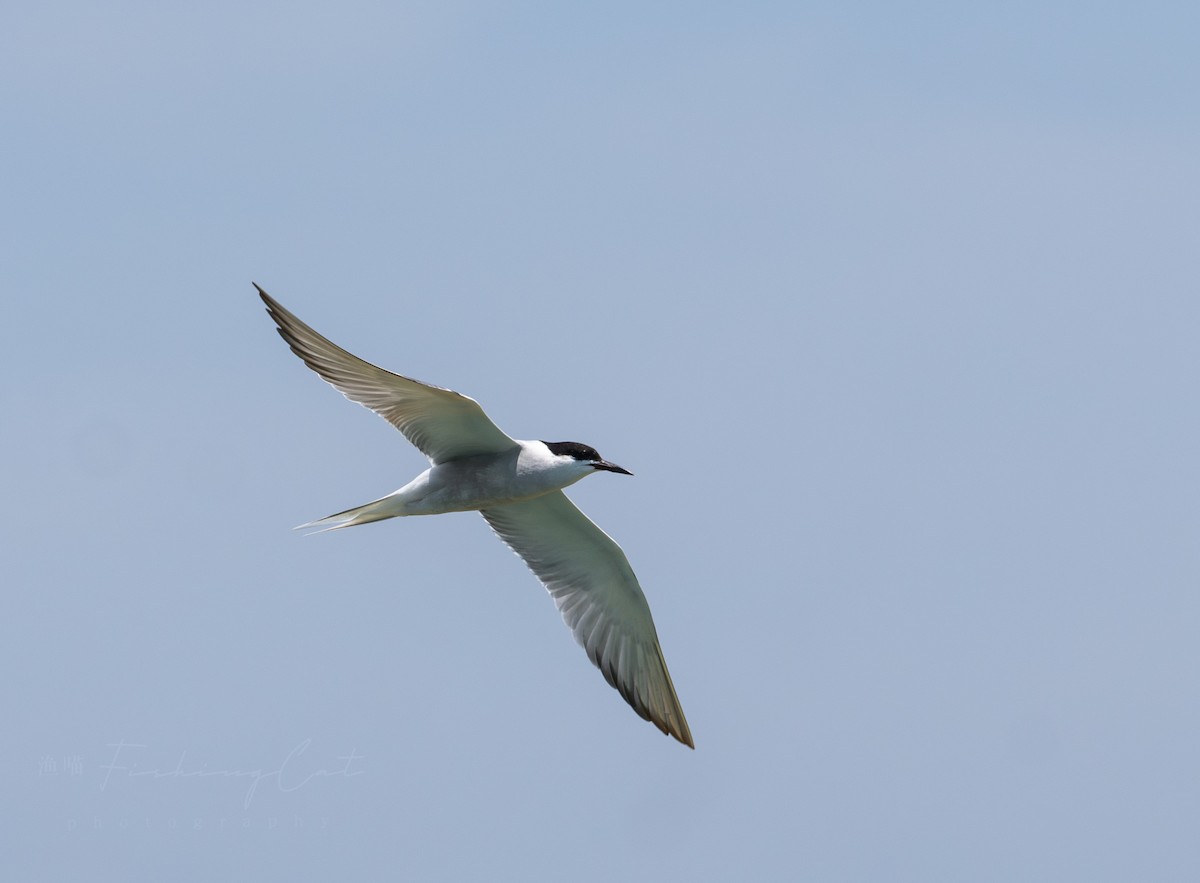 Common Tern - Fishing Cat