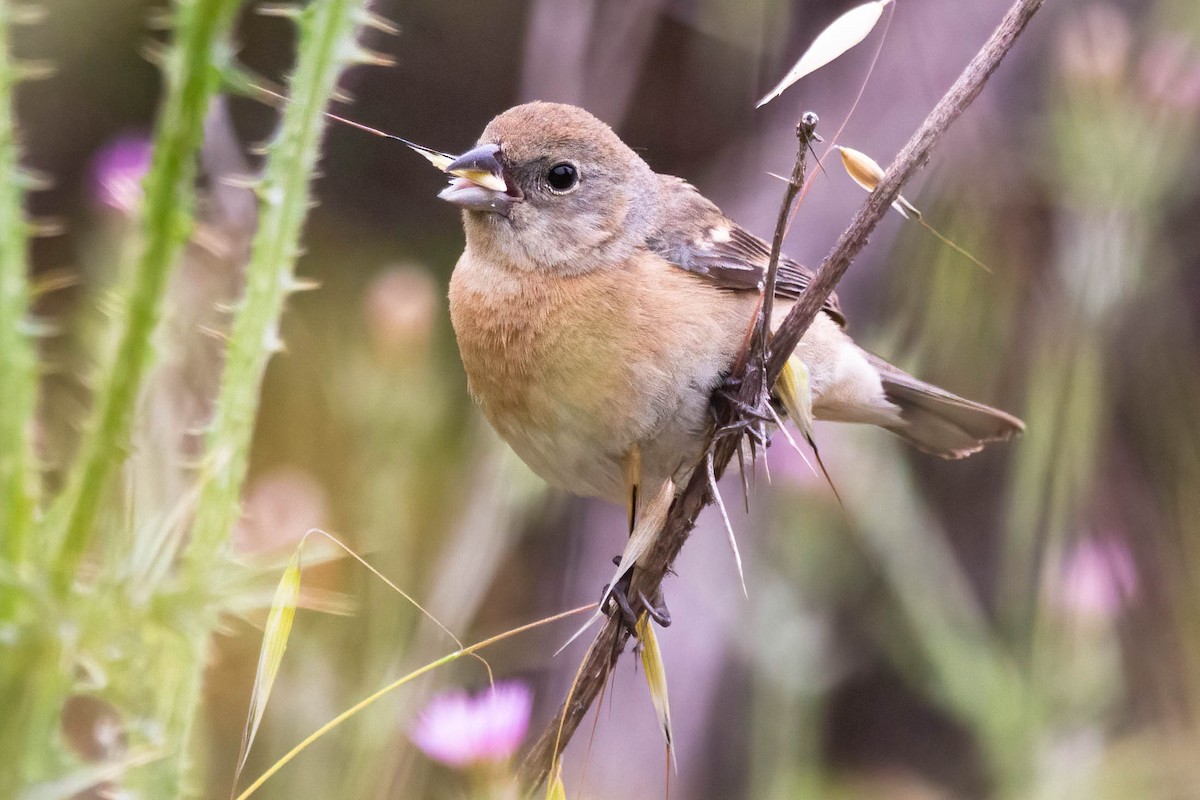 Lazuli Bunting - John Scharpen