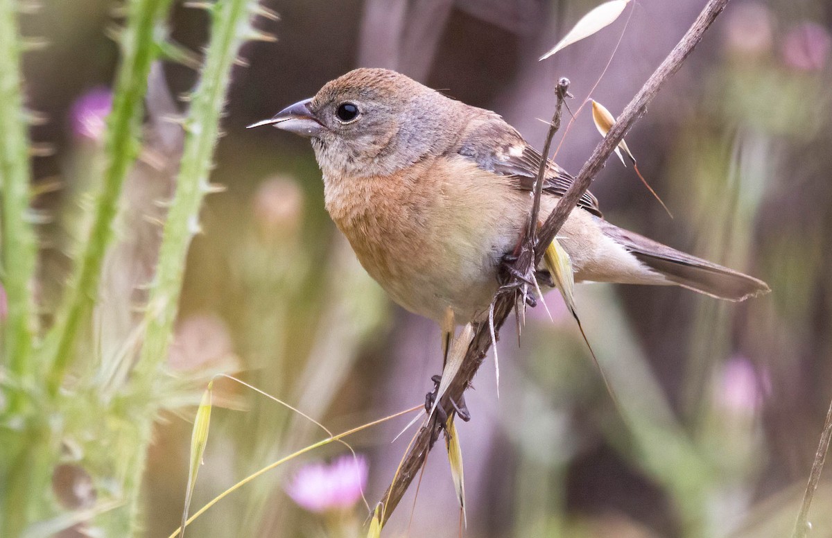 Lazuli Bunting - John Scharpen