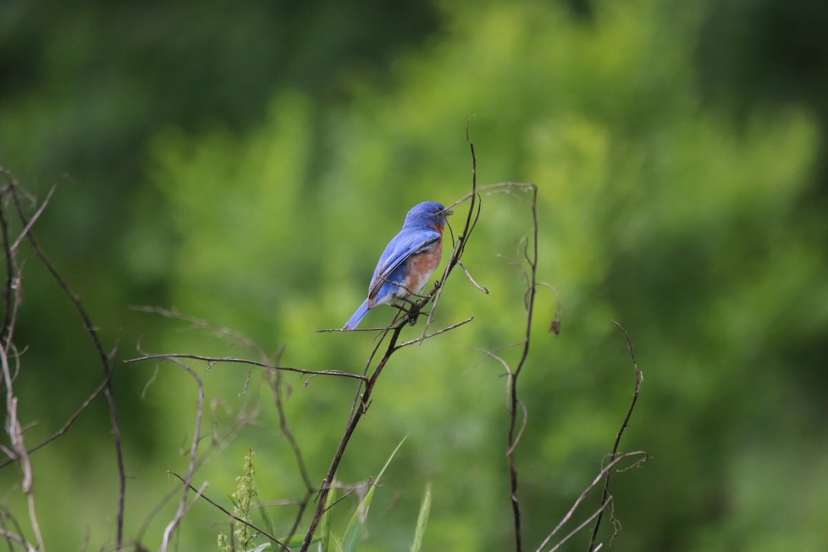 Eastern Bluebird - ML619260082