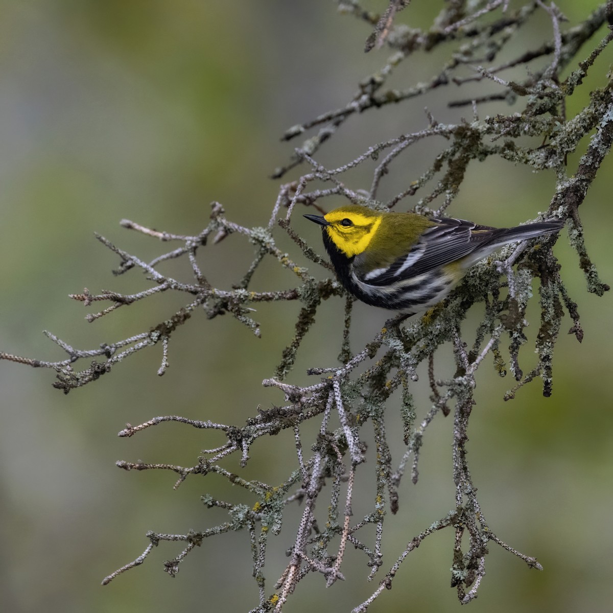 Black-throated Green Warbler - Christine Pelletier et (Claude St-Pierre , photos)