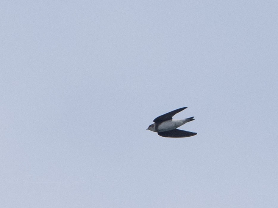 Bank Swallow - Fishing Cat