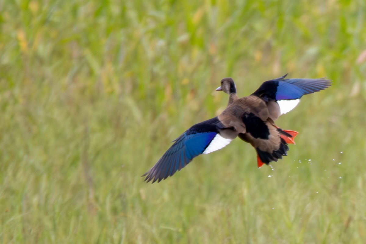 Brazilian Teal - Katia Oliveira