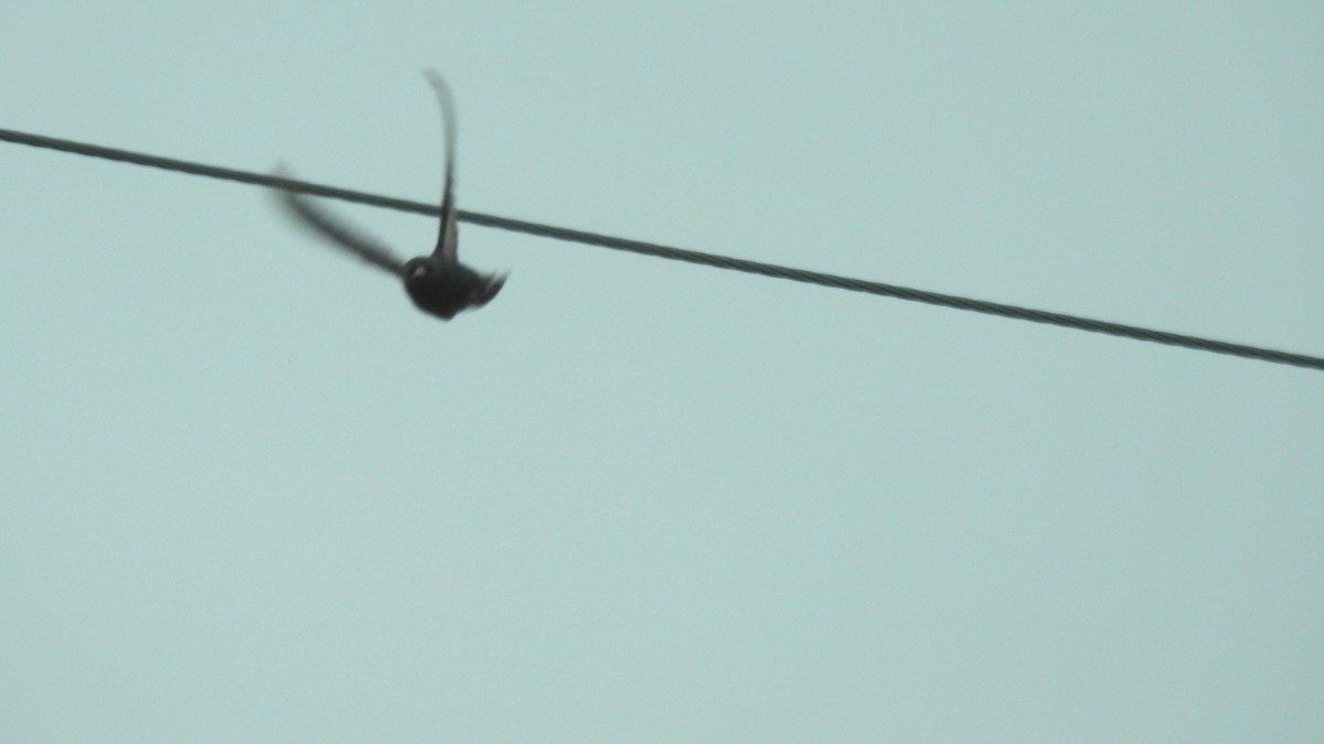 European Starling - ML619260097