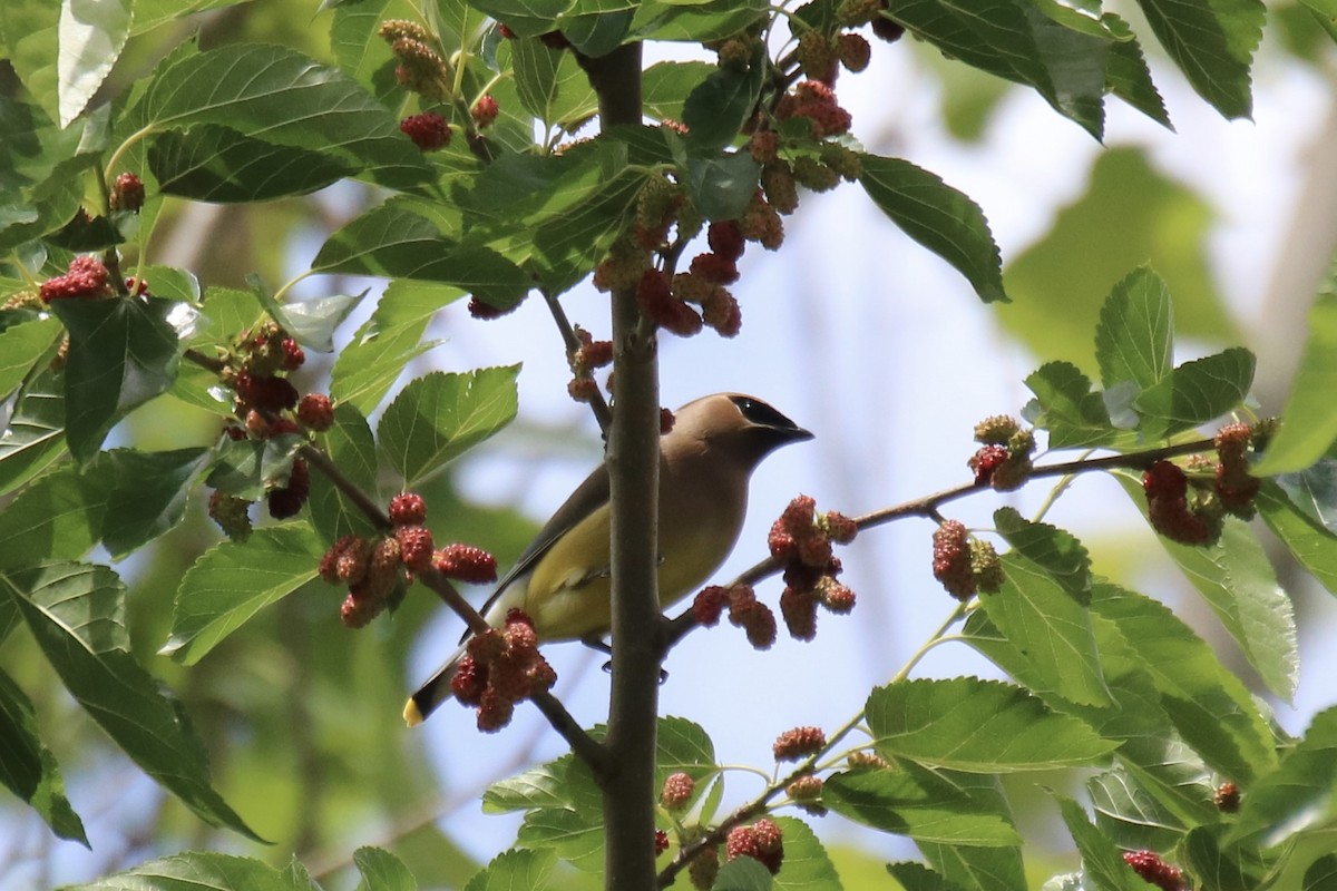 Cedar Waxwing - ML619260098