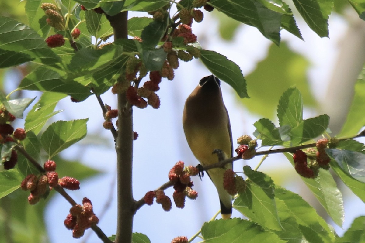 Cedar Waxwing - ML619260099